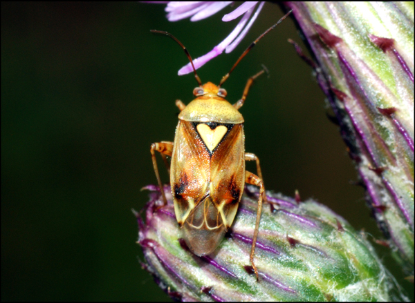 Miridae: Lygus? Lygus cf pratensis dell''Emilia (MO)